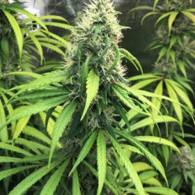 Royal Moby Royal Queen Seeds