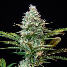 Royal Runtz Royal Queen Seeds