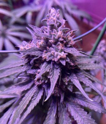 Royal Skywalker Royal Queen Seeds