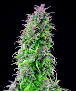 Royal THCV Royal Queen Seeds
