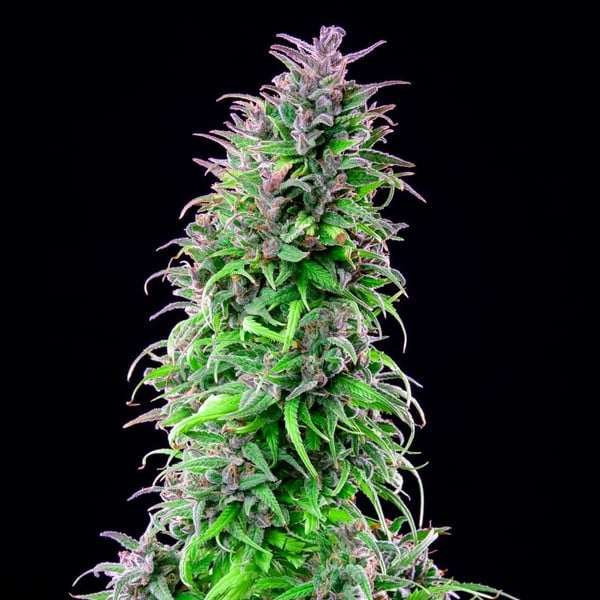 Royal THCV Royal Queen Seeds