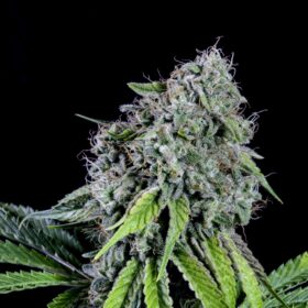RS11 Kannabia Seeds