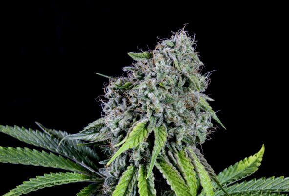 RS11 Kannabia Seeds