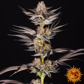 RS11 x Banana OG Barneys Farm Seeds