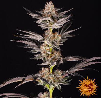 RS11 x Banana OG Barneys Farm Seeds