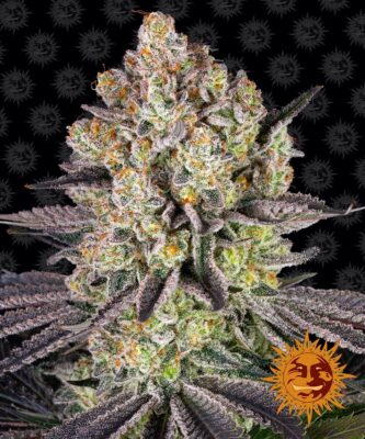 Runtz Barneys Farm Seeds