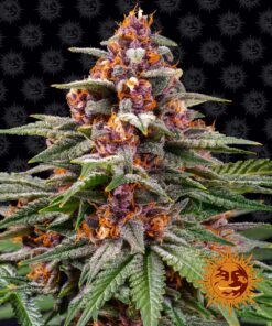 Runtz Auto Barneys Farm Seeds