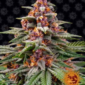 Runtz Auto Barneys Farm Seeds
