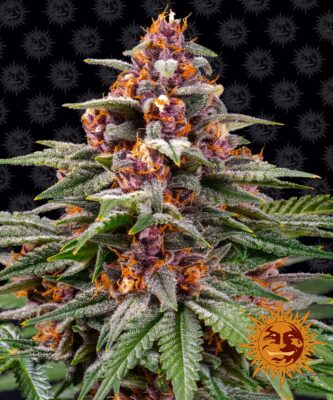 Runtz Auto Barneys Farm Seeds