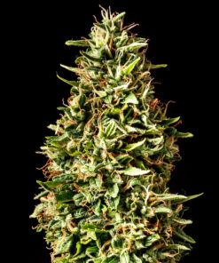 Runtz Auto Kannabia Seeds