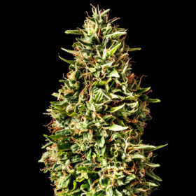 Runtz Auto Kannabia Seeds