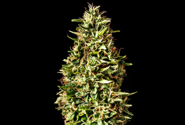 Runtz Auto Kannabia Seeds