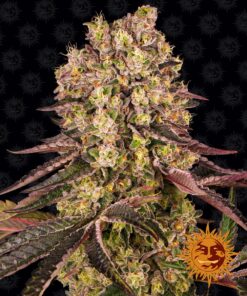 Runtz Muffin Barneys Farm Seeds