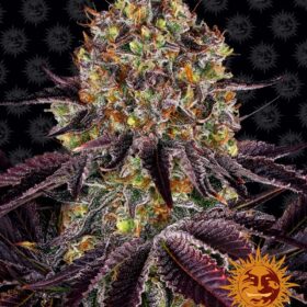 Runtz x Layer Cake Barneys Farm Seeds