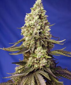 Runtz XL Auto Sweet Seeds