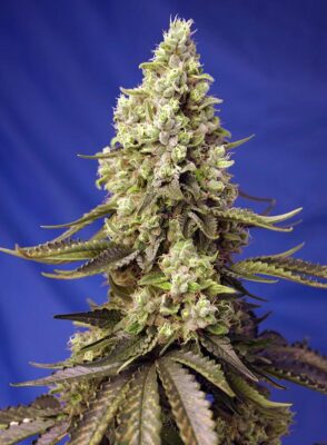 Runtz XL Auto Sweet Seeds