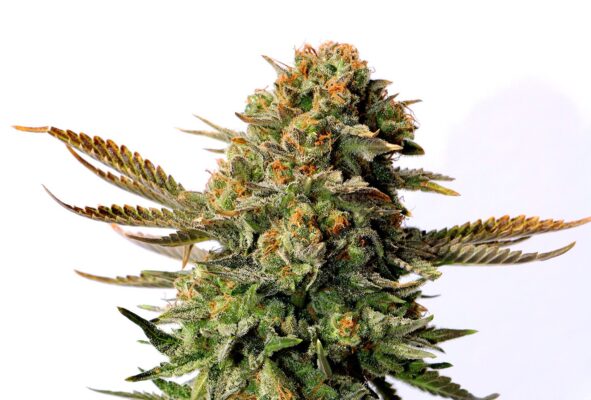 Russian Doll Kannabia Seeds