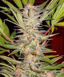 SAD Sweet Afgani Delicious Fast Sweet Seeds