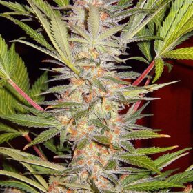 SAD Sweet Afgani Delicious Fast Sweet Seeds