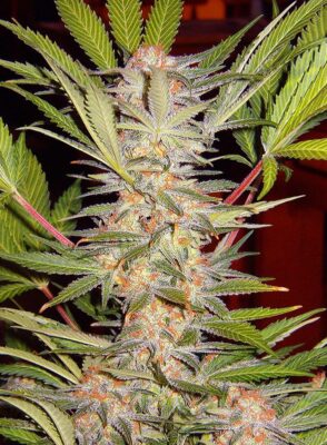 S.A.D. Sweet Afgani Delicious Sweet Seeds