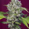 San Fernando Lemon Kush Sweet Seeds