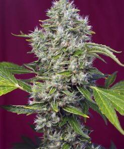 San Fernando Lemon Kush Sweet Seeds