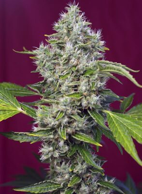 San Fernando Lemon Kush Sweet Seeds