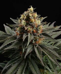 Sativa Dream Kannabia Seeds