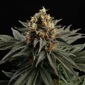 Sativa Dream Kannabia Seeds