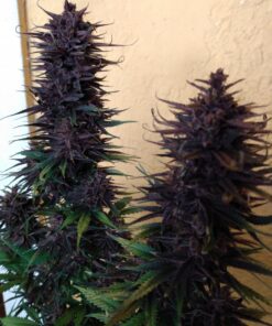 Shaman Dutch Passion Seeds