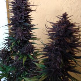 Shaman Dutch Passion Seeds