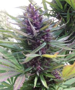 Shaman regular Dutch Passion Seeds