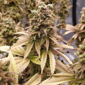 Sherbet Queen Royal Queen Seeds