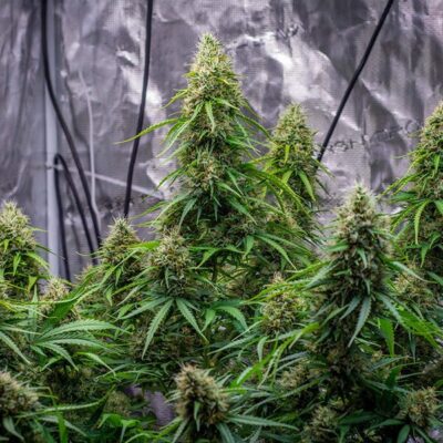 Sherbet Queen Auto Royal Queen Seeds
