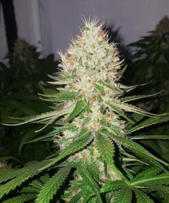 Shining Silver Haze Royal Queen Seeds