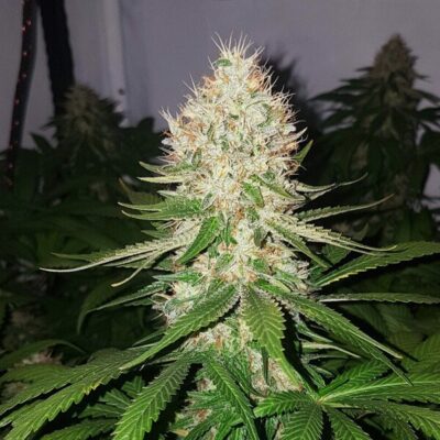 Shining Silver Haze Royal Queen Seeds