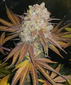 Shining Silver Haze Regular Royal Queen Seeds