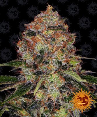Shiskaberry Barneys Farm Seeds