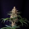 Shogun Royal Queen Seeds