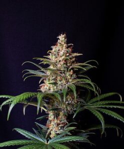 Shogun Royal Queen Seeds