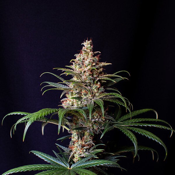 Shogun Royal Queen Seeds