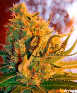 Shot Adrenaline Auto SamsaraSeeds