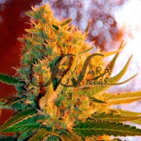 Shot Adrenaline Auto SamsaraSeeds