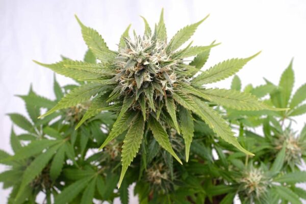 Silver Widow Kannabia Seeds