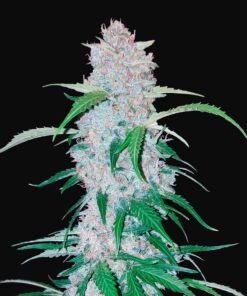 Six Shooter Auto Fast Buds Seeds
