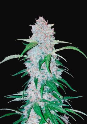 Six Shooter Auto Fast Buds Seeds