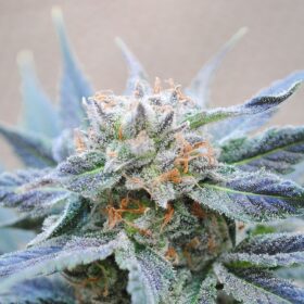 Skunk+ Kannabia Seeds