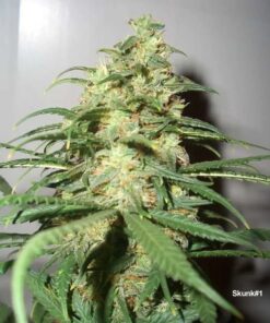 Skunk #1 regular Dutch Passion Seeds