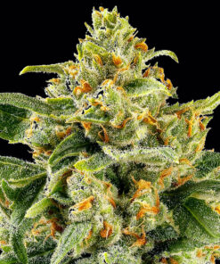 Skunk #1 regular Barneys Farm Seeds