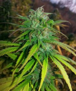 Skunk #11 Dutch Passion Seeds